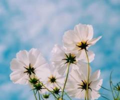 Massage pour les femmes enceintes et les couples mariés